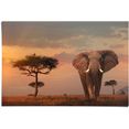 reinders! poster afrikas wildtiere elefant (1 stuk) bruin