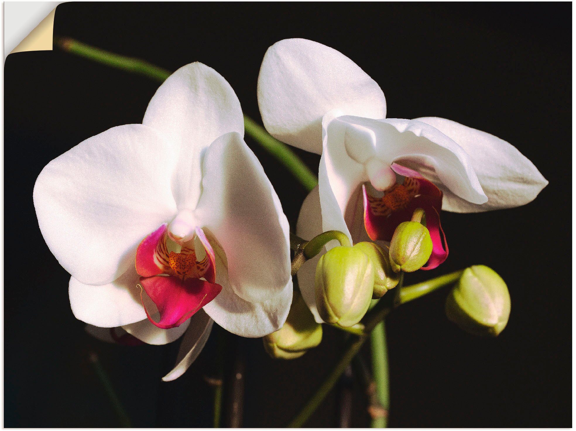 Artland Artprint Witte orchidee in vele afmetingen & productsoorten -artprint op linnen, poster, muursticker / wandfolie ook geschikt voor de badkamer (1 stuk)