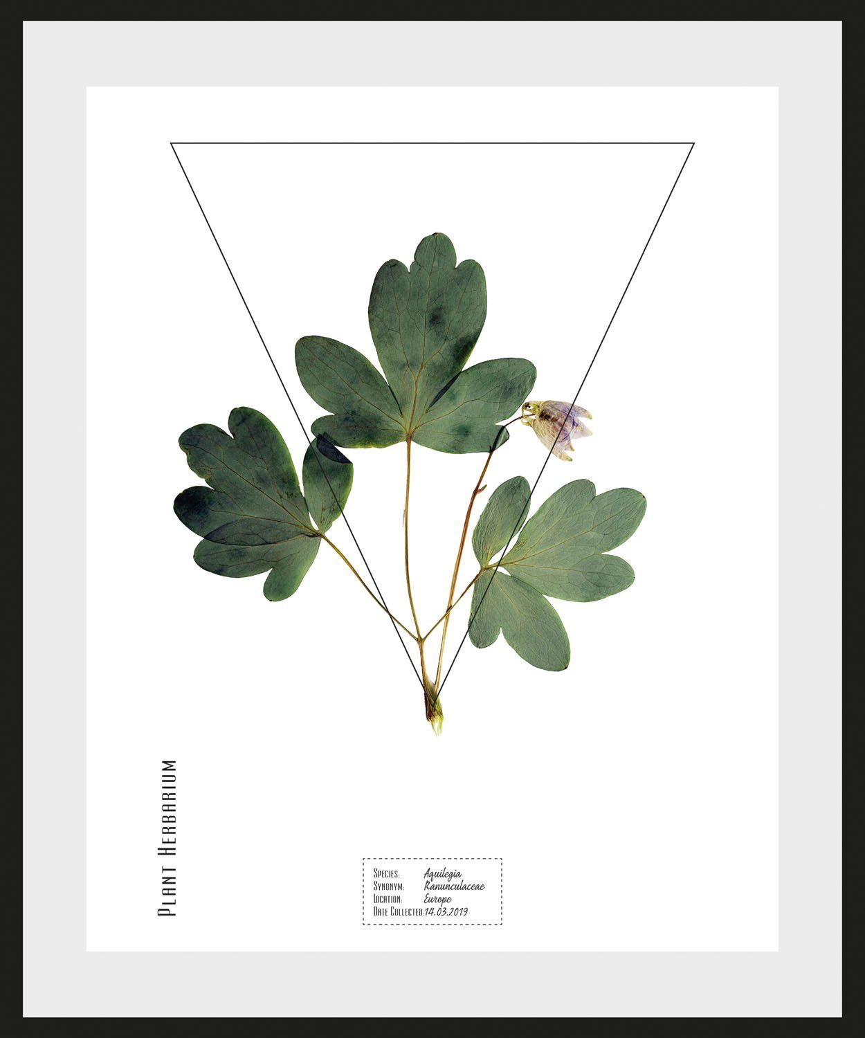 queence Wanddecoratie Akelei HD premium posterdruk incl. houten lijst (1 stuk)