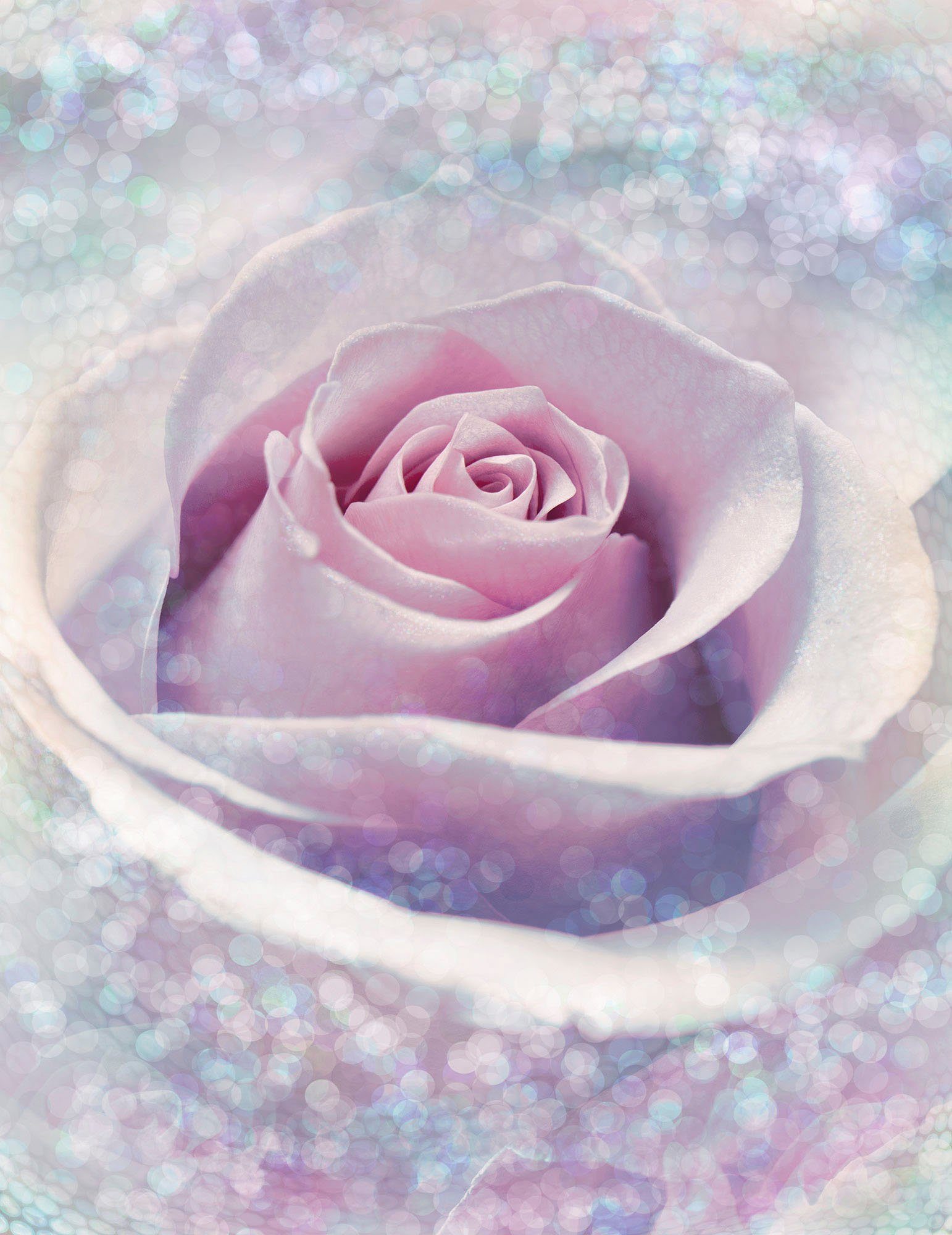 Komar Fotobehang Delicate Rose (set, 1 stuk)