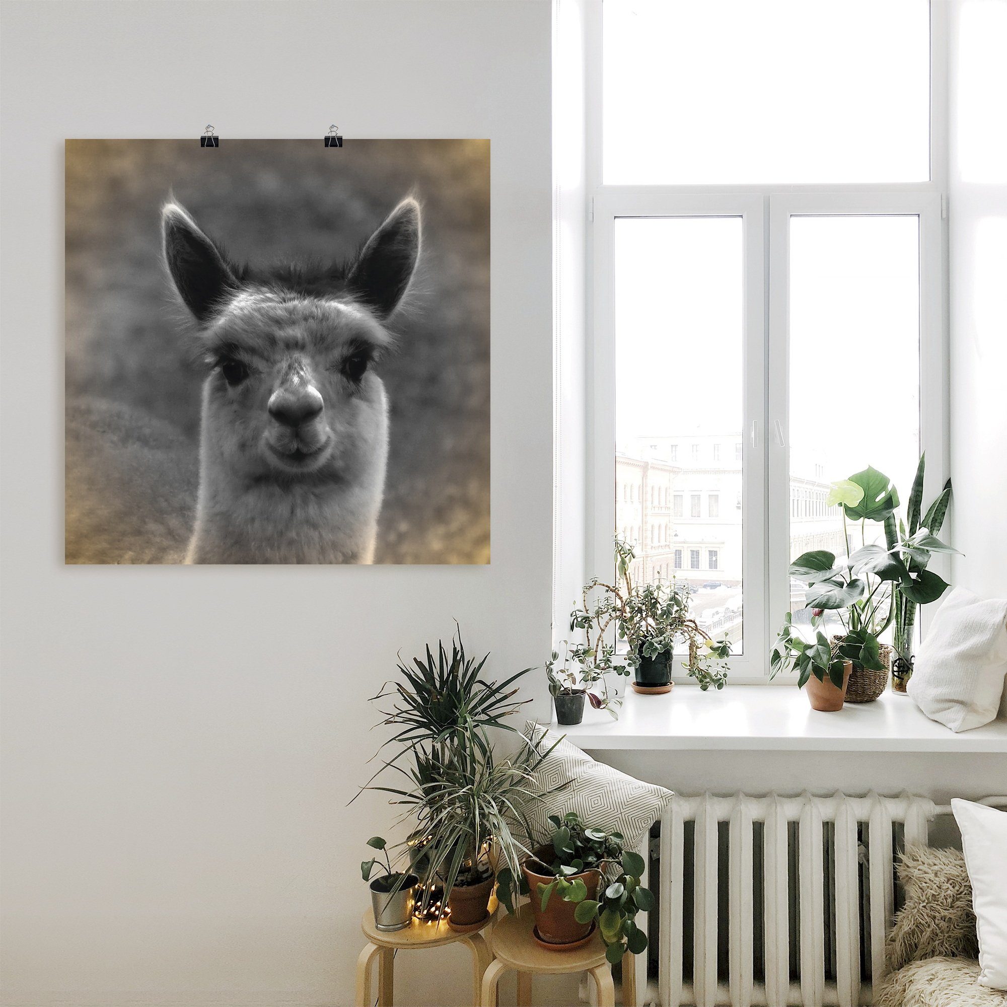 Artland Artprint Alpaca blik als artprint van aluminium, artprint voor buiten, artprint op linnen, poster in verschillende maten. maten
