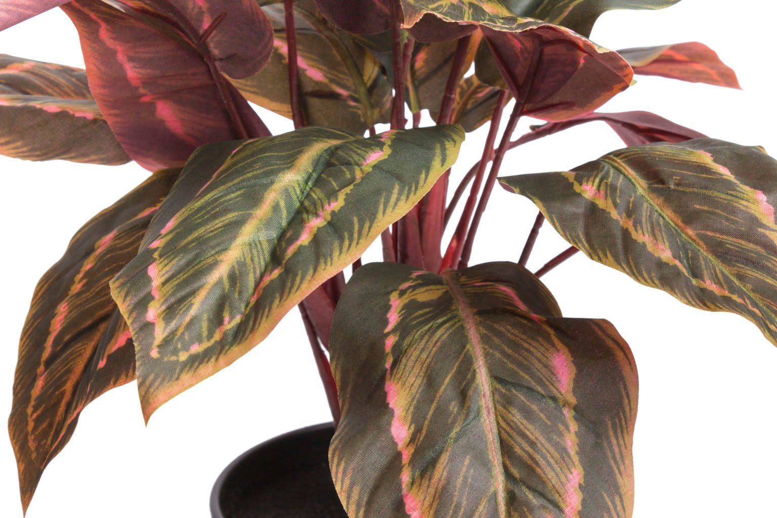 Botanic-Haus Kunst-potplanten Calathea (1 stuk)