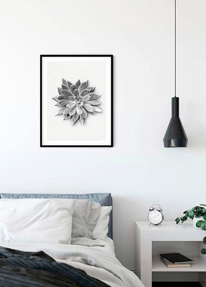 Komar Wanddecoratie Succulent agave Wanddecoratie - zonder lijst (1 stuk)