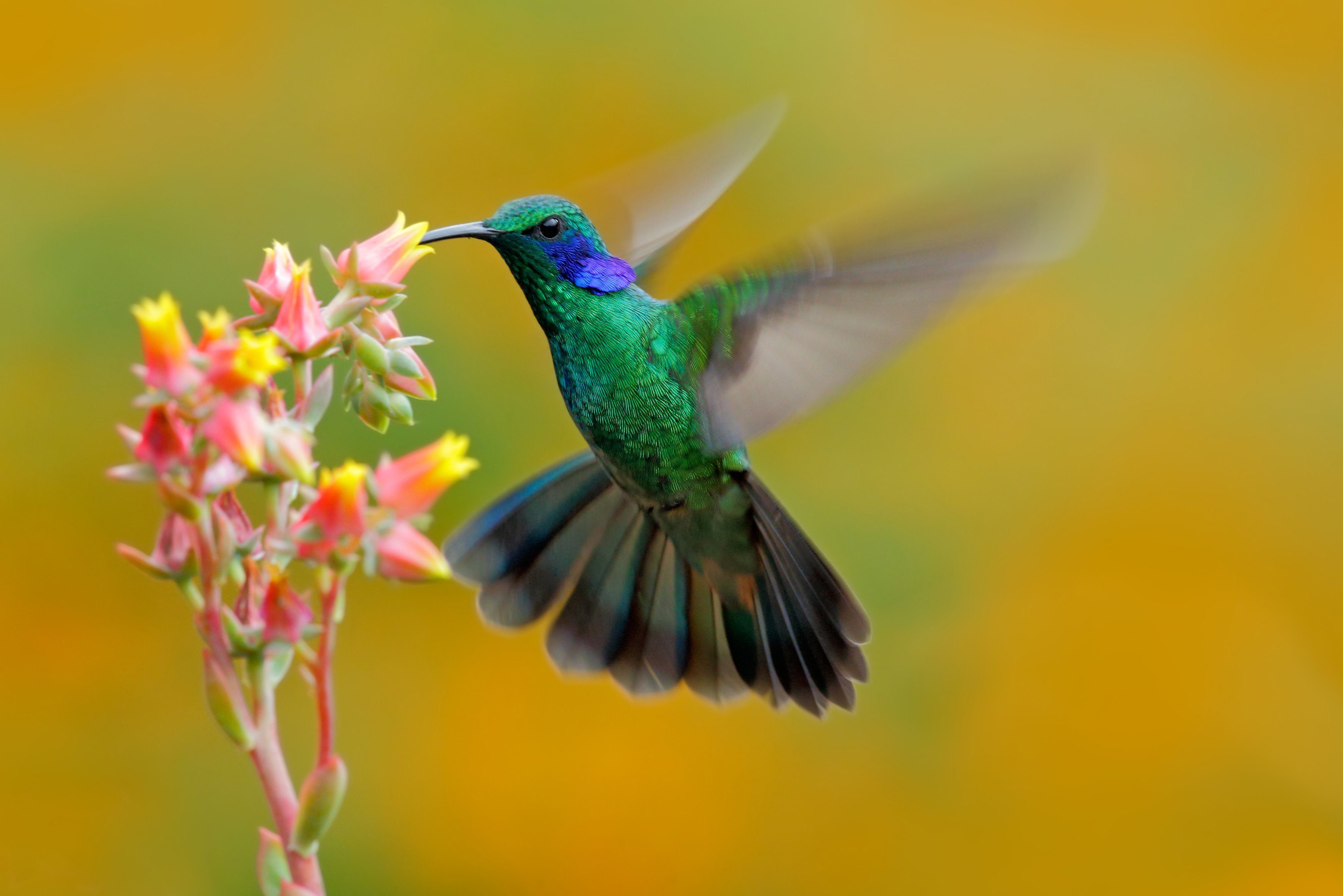 Papermoon Fotobehang Hummingbird Colibri Thalassinus