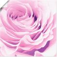 artland artprint pastel roos in vele afmetingen  productsoorten -artprint op linnen, poster, muursticker - wandfolie ook geschikt voor de badkamer (1 stuk) roze