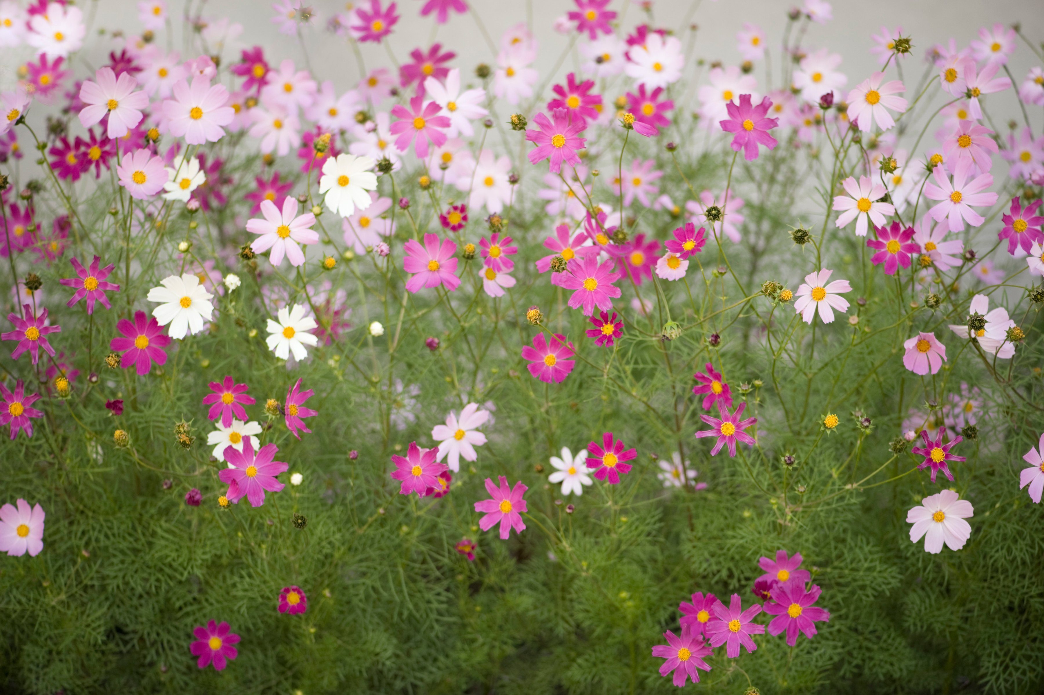 Papermoon Fotobehang Cosmos Flowers fotobehang maat 4 m x 2,6 m multicolor