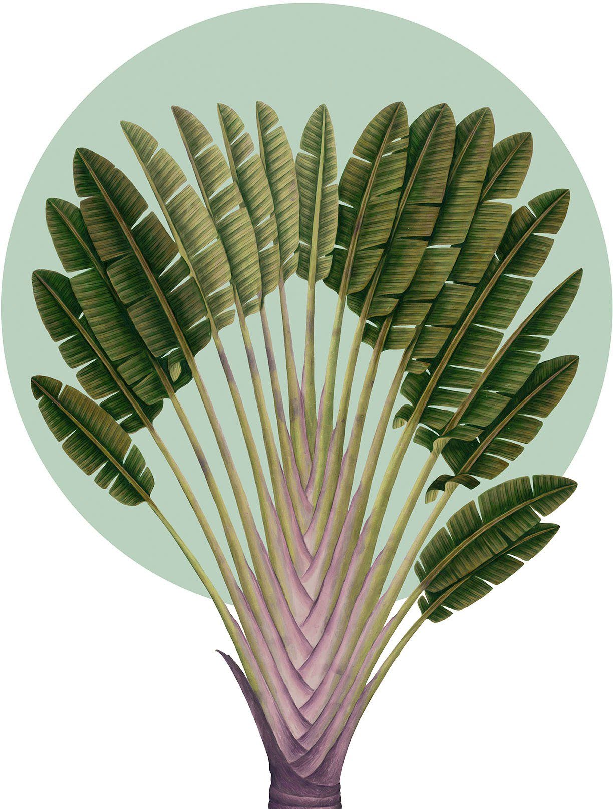 Komar Artprint Botanical Garden Pinnate Palm