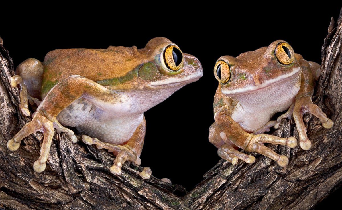 Papermoon Fotobehang Froschliebe mit großen Augen