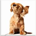 artland print op glas jonge hond die naar muziek door hoofdtelefoon luistert (1 stuk) wit