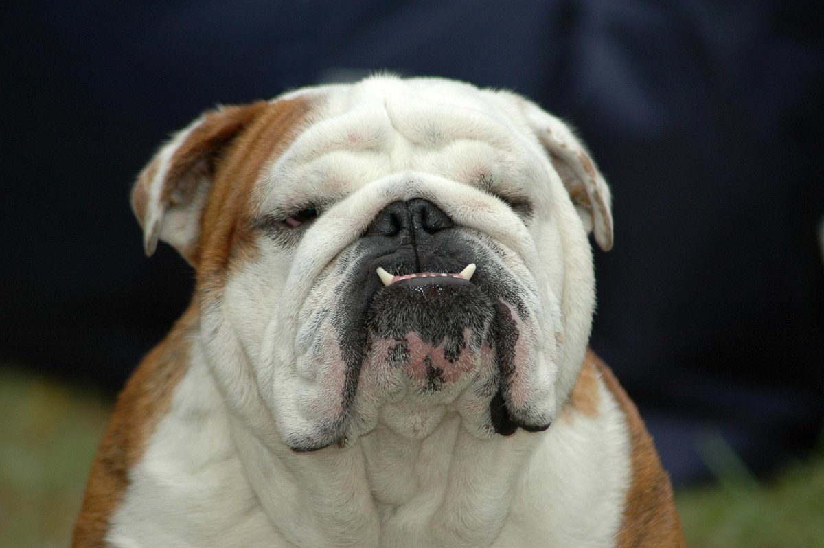 Papermoon Fotobehang Englisches Bulldoggenporträt