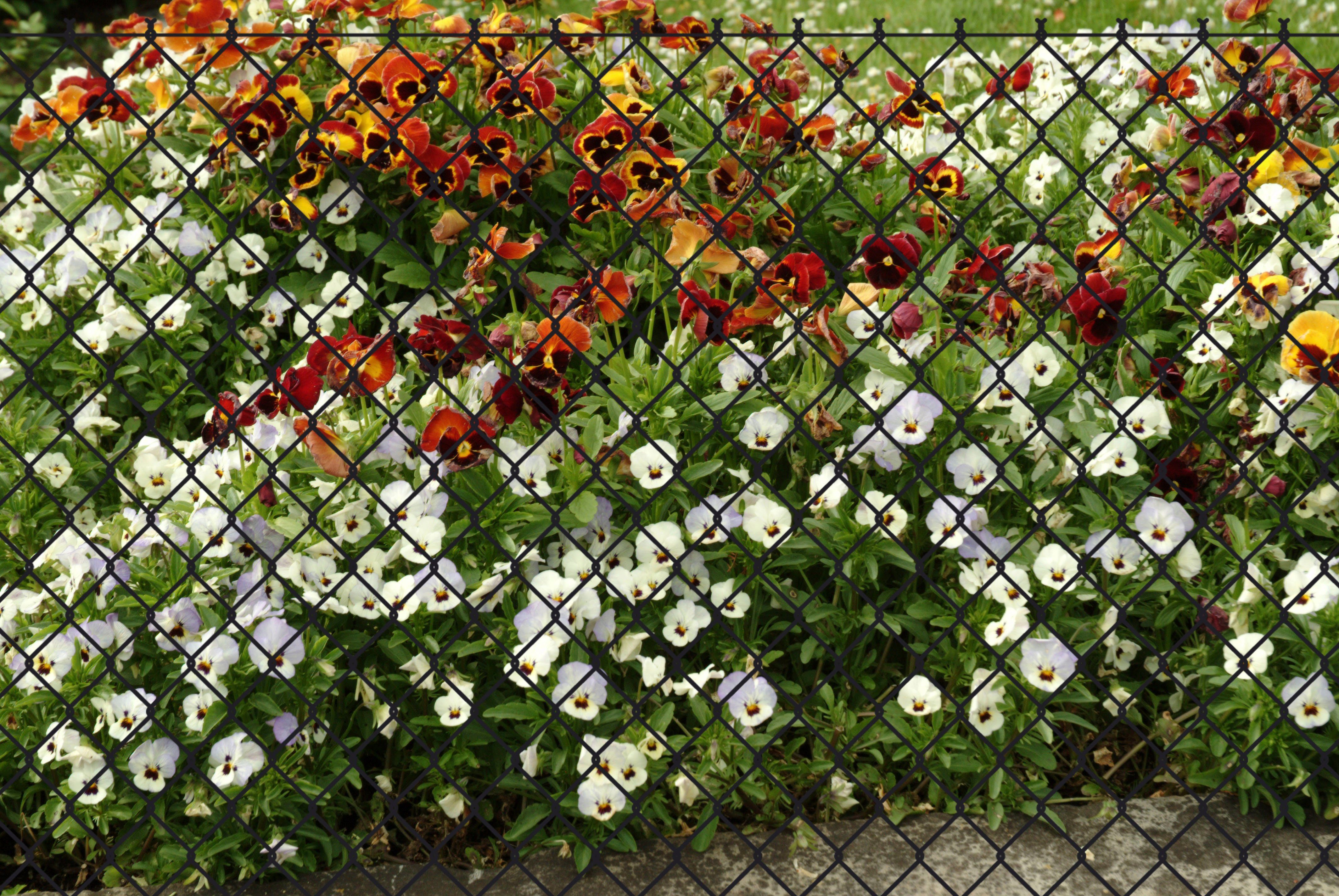 GARDEN 'N' MORE Draadgaasafrastering 1 element voor 25 m, lxh: 2500 x 125 cm, met 11 palen (set)