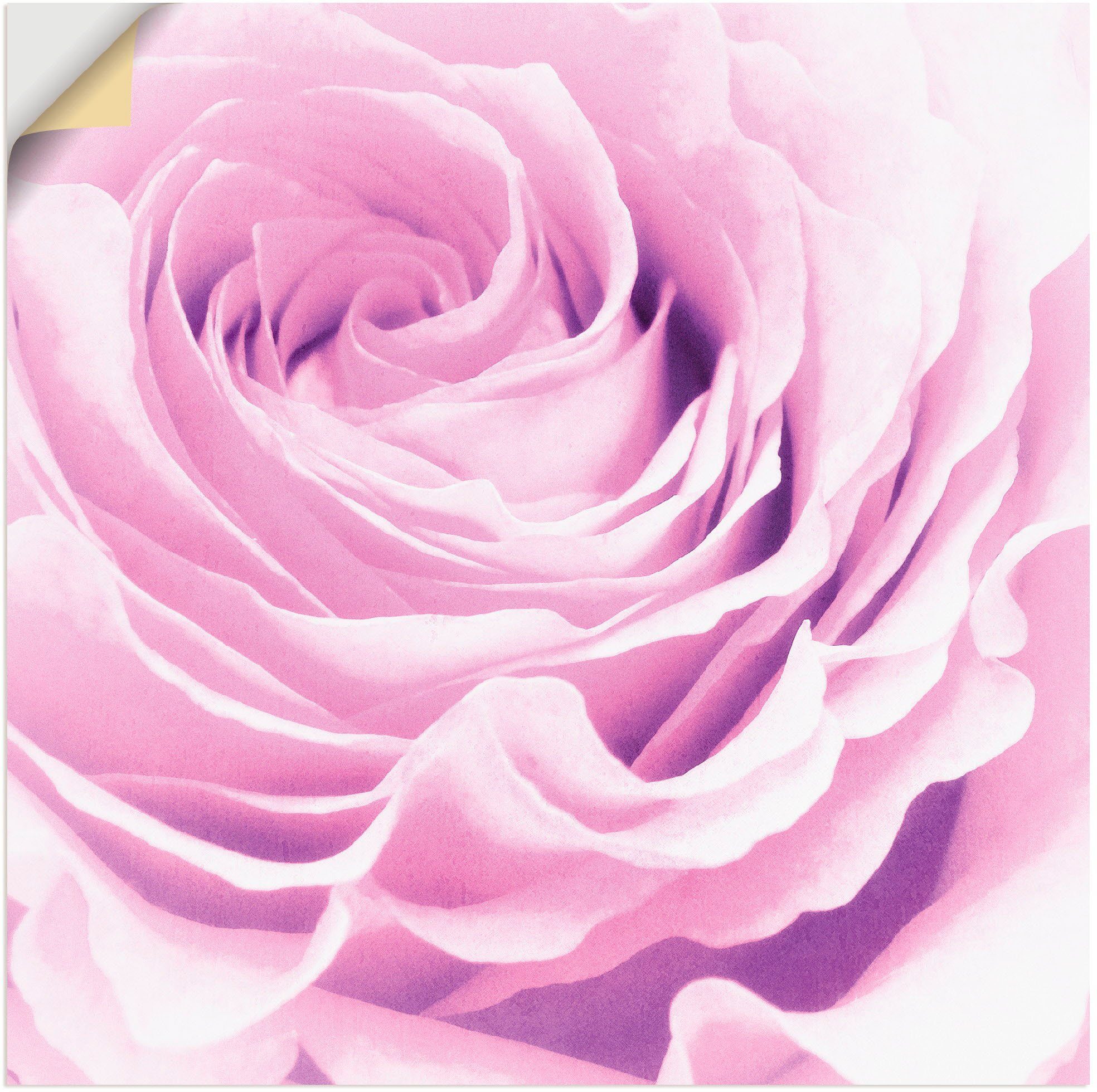 Artland artprint Pastell Rose