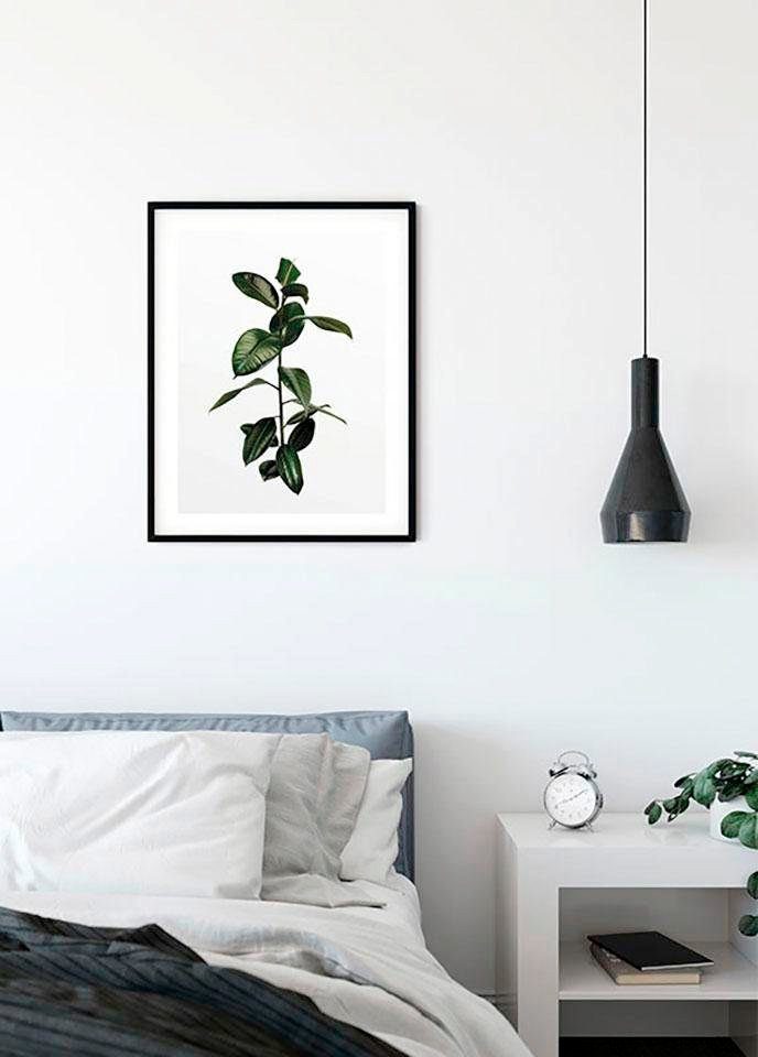 Komar Wanddecoratie Ficus Branch Wanddecoratie - zonder lijst