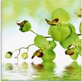 artland print op glas mooie orchidee met groene achtergrond groen
