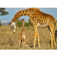 papermoon fotobehang masai giraf protecting baby multicolor
