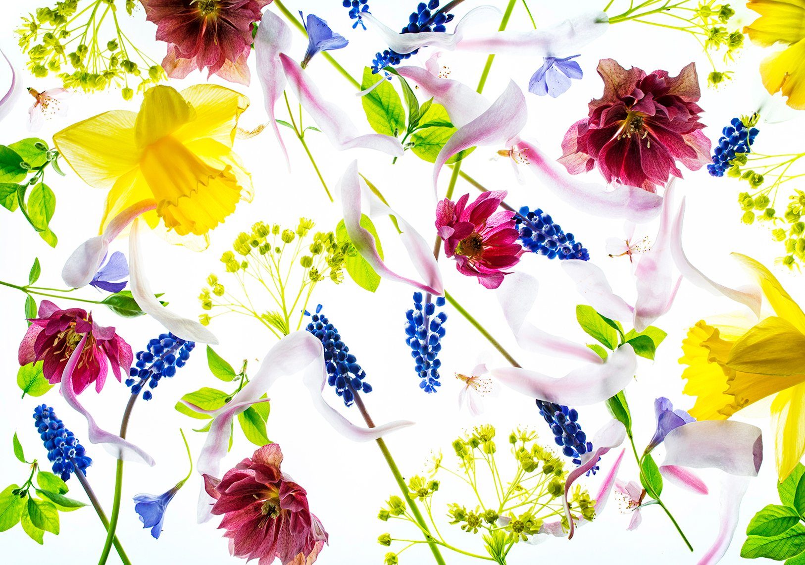 Consalnet Vliesbehang Bloemen in verschillende maten