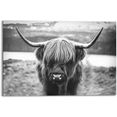 reinders! artprint schotse hooglander stier - hoorns - hoogvlakte (1 stuk) zwart
