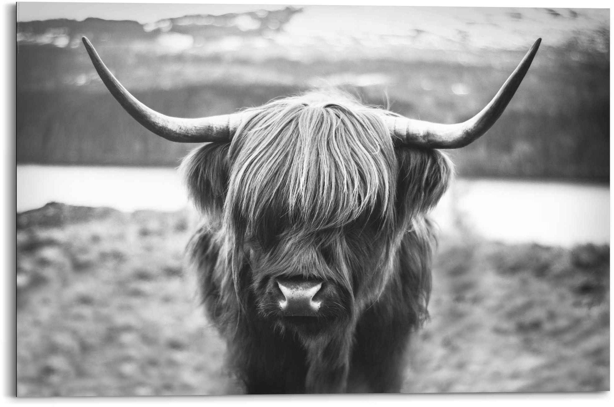 schrijven Canberra marionet Reinders! Artprint Schotse hooglander stier - hoorns - hoogvlakte (1 stuk)  nu online kopen | OTTO