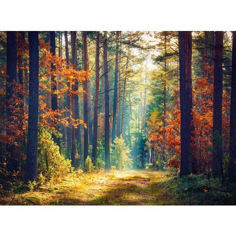 BMD fotobehang Autumn Forest Sun Rays