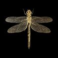 leonique artprint op acrylglas libelle goud