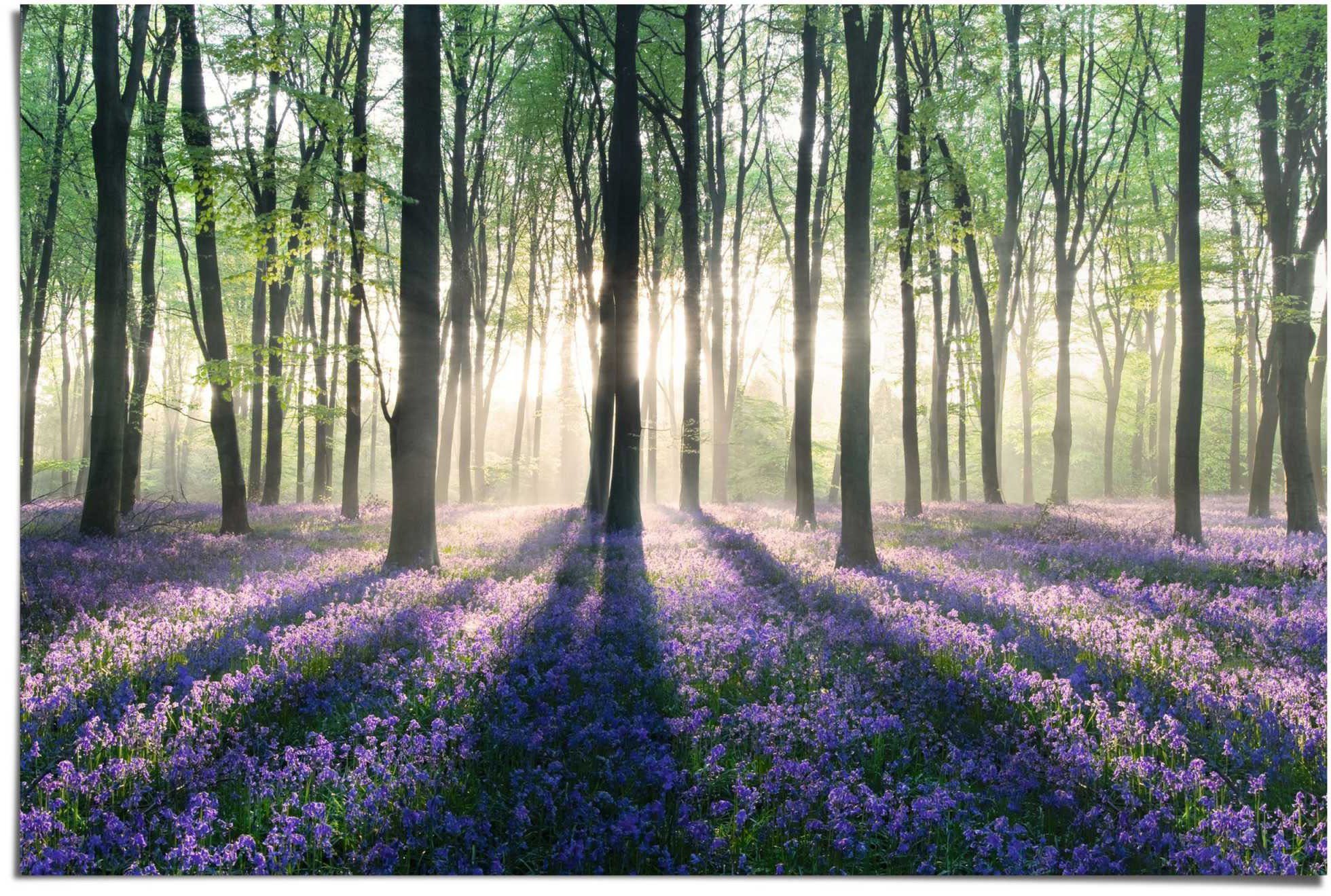 Reinders! Poster Blauwklokjes in het bos