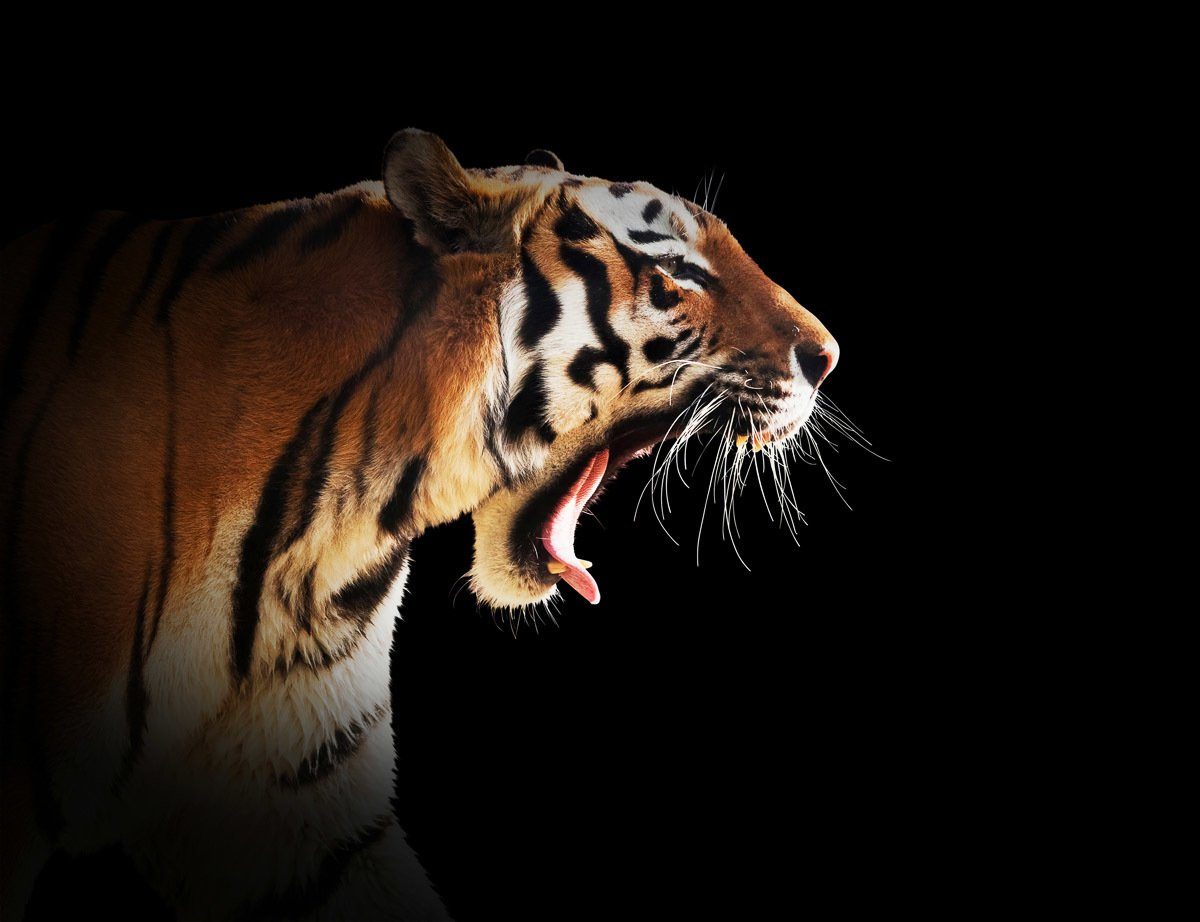 Papermoon Fotobehang Brüllender Tiger