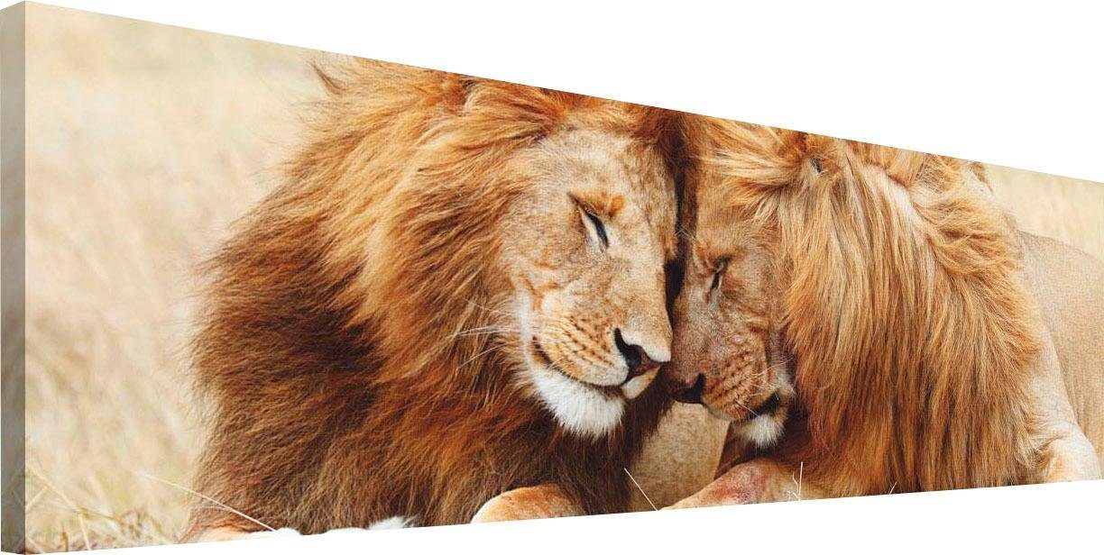Schilderij Leeuwenpaar