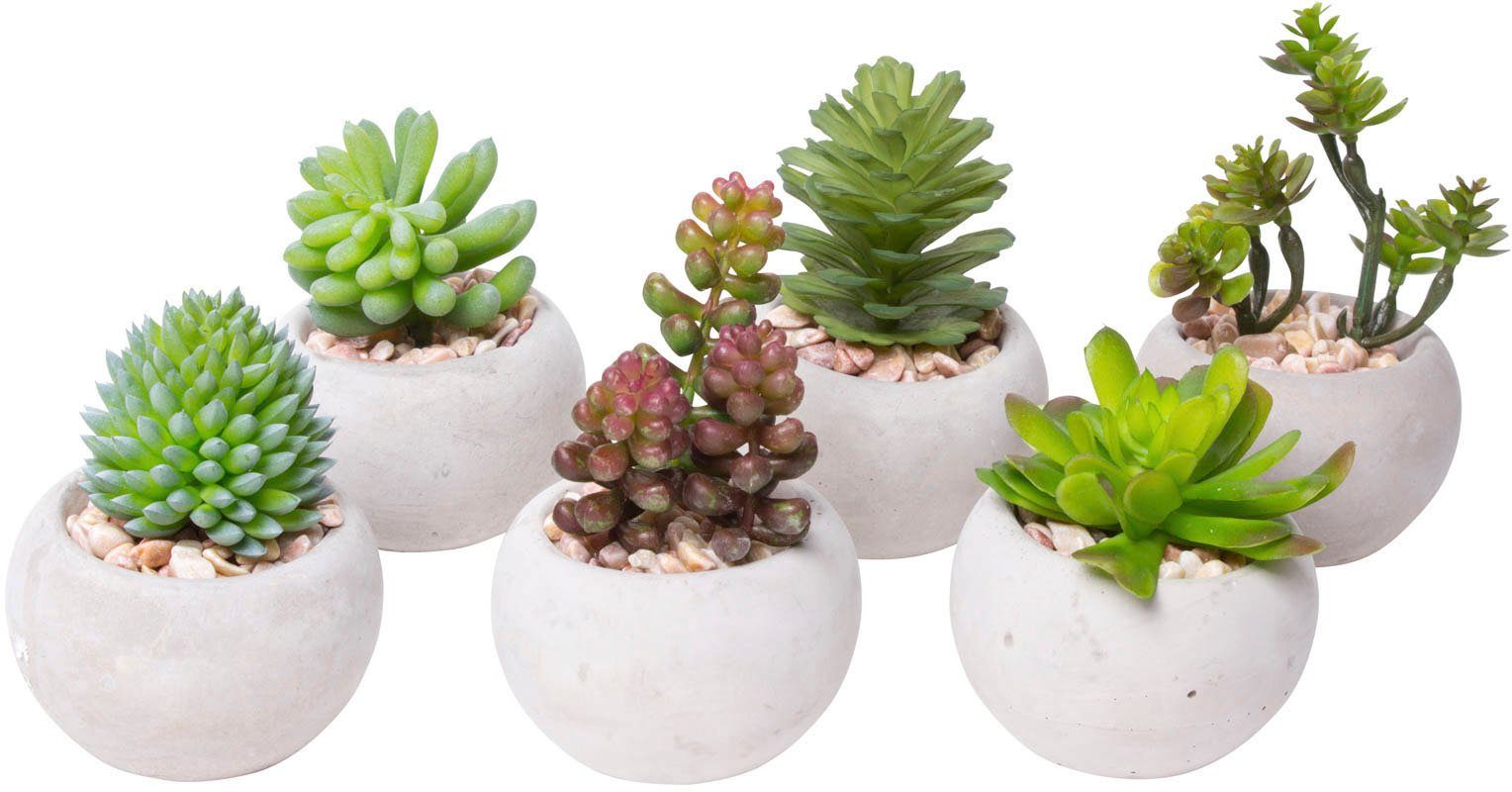 Botanic-Haus Kunstcactus Vetplanten (set, 6 stuks)