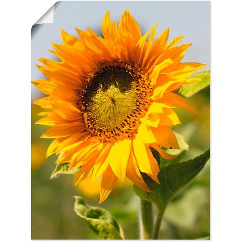 Artland artprint Sonnenblume