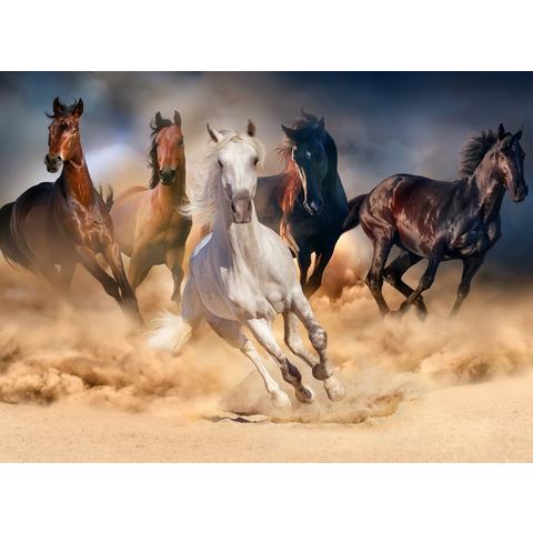 BMD fotobehang Horse Herd in Gallop