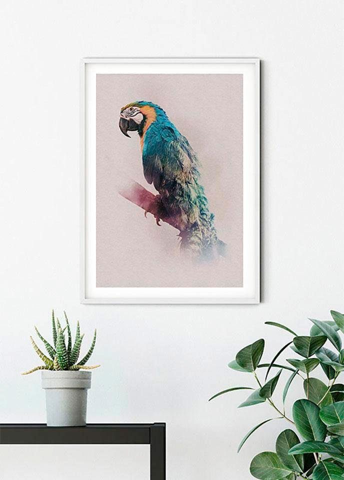 Komar Wanddecoratie Animals Paradise Parrot Wanddecoratie - zonder lijst (1 stuk)
