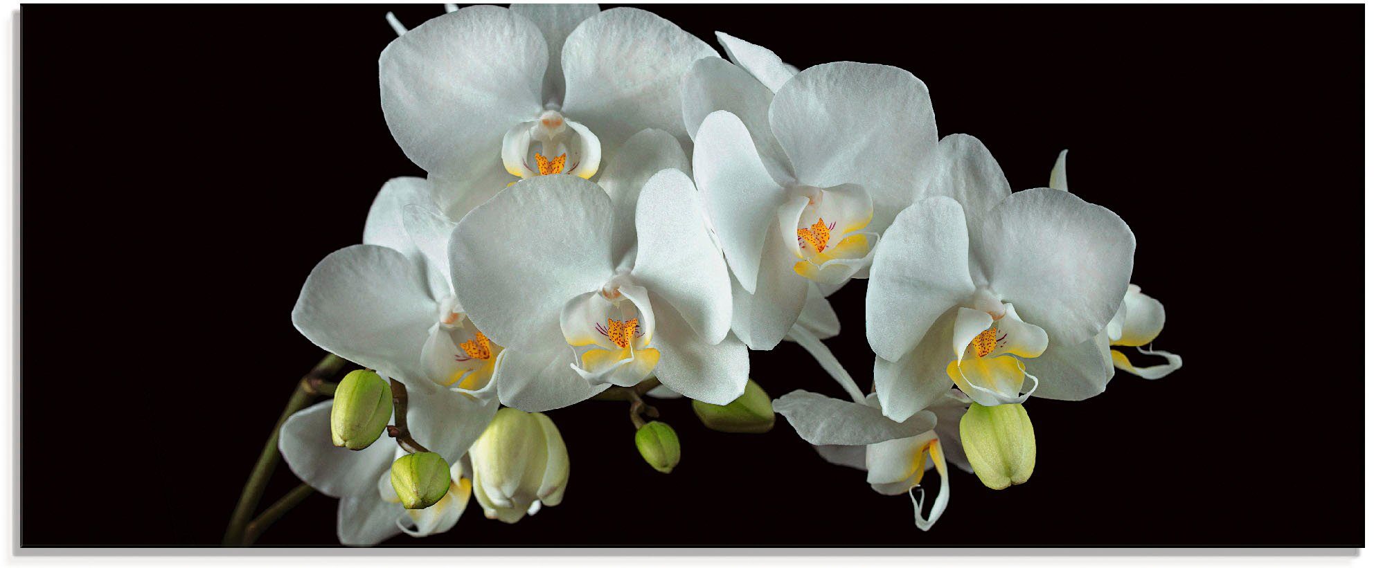 Artland Print op glas Witte orchidee op een zwarte achtergrond (1 stuk)