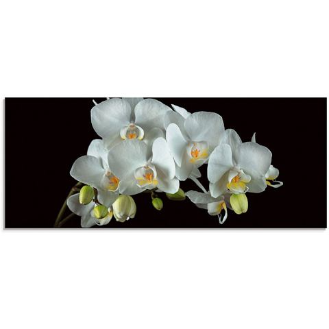 Artland print op glas Weiße Orchidee auf schwarzem Hintergrund
