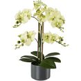creativ green kunstplant orchidee groen