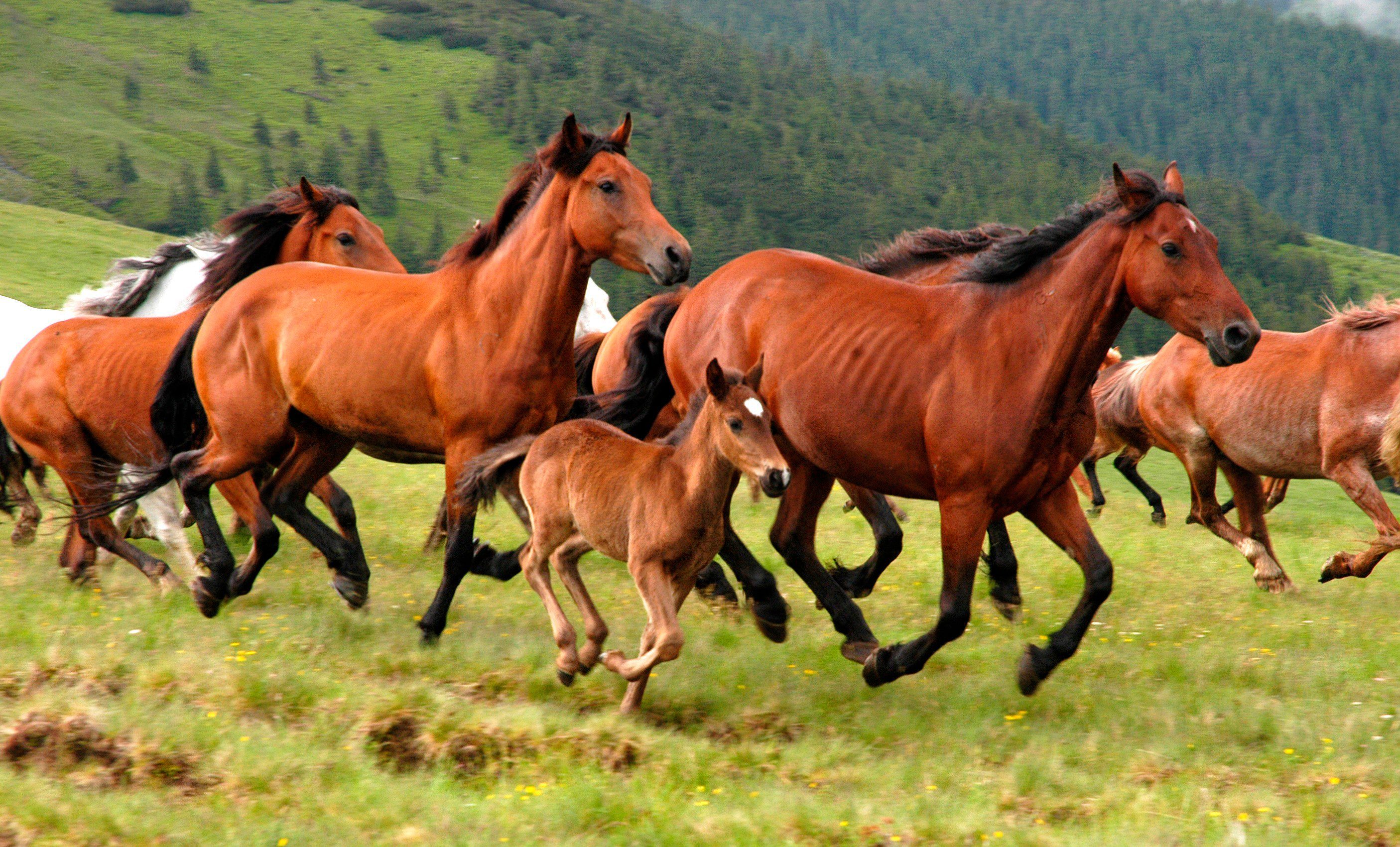 Papermoon Fotobehang Wild Horses