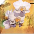 artland artprint witte orchidee ii in vele afmetingen  productsoorten - artprint van aluminium - artprint voor buiten, artprint op linnen, poster, muursticker - wandfolie ook geschikt voor de badkamer (1 stuk) wit
