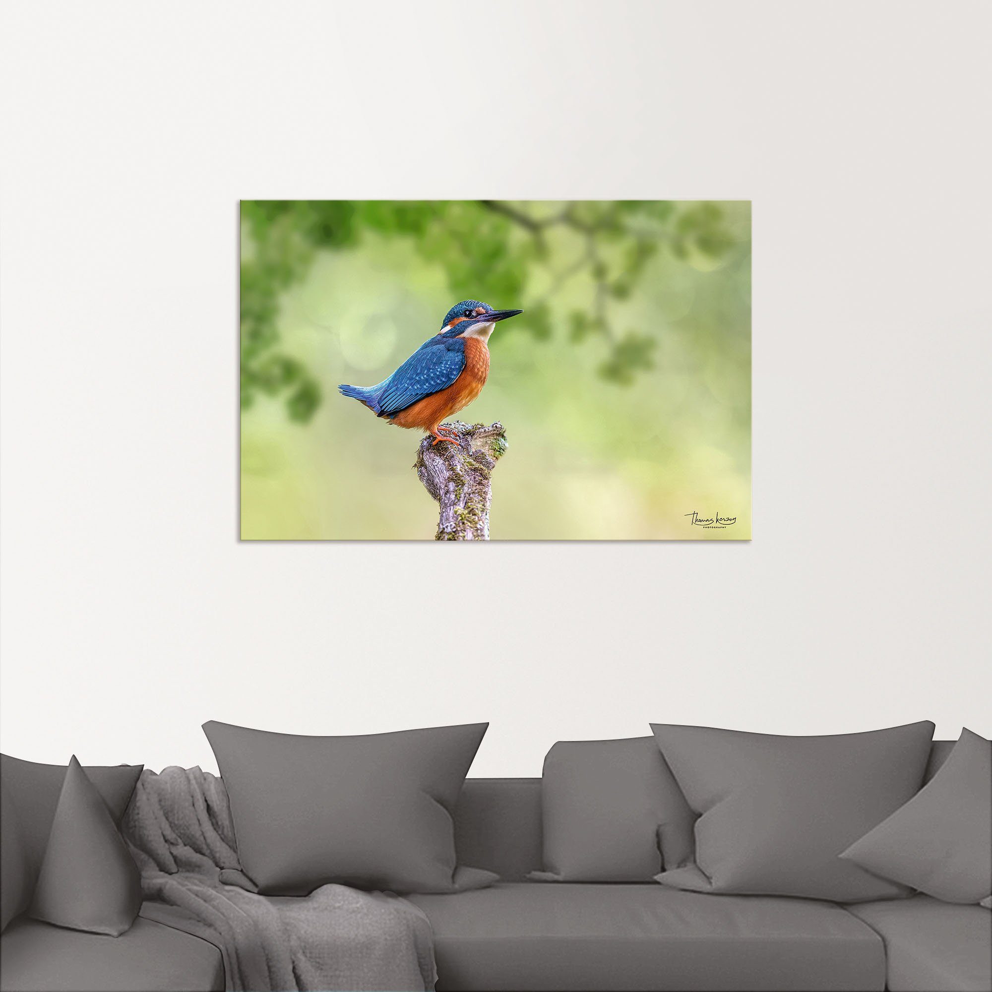 Artland Aluminium dibond print Ijsvogel II