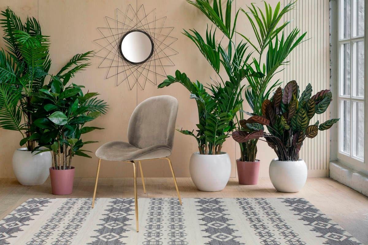 Kayoom Stoel Charlize 110 2-pack, TOPSELLER! Eetkamerstoelen, moderne uitstraling (set, 2 stuks)