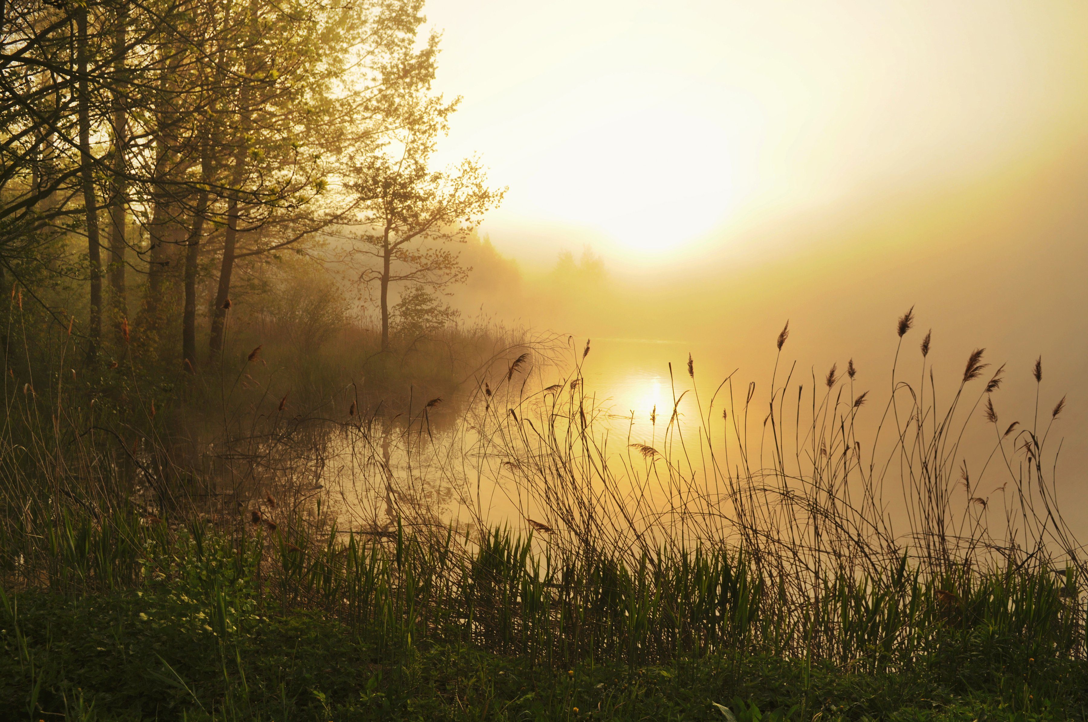 Papermoon Fotobehang Stunning Foggy Landscape