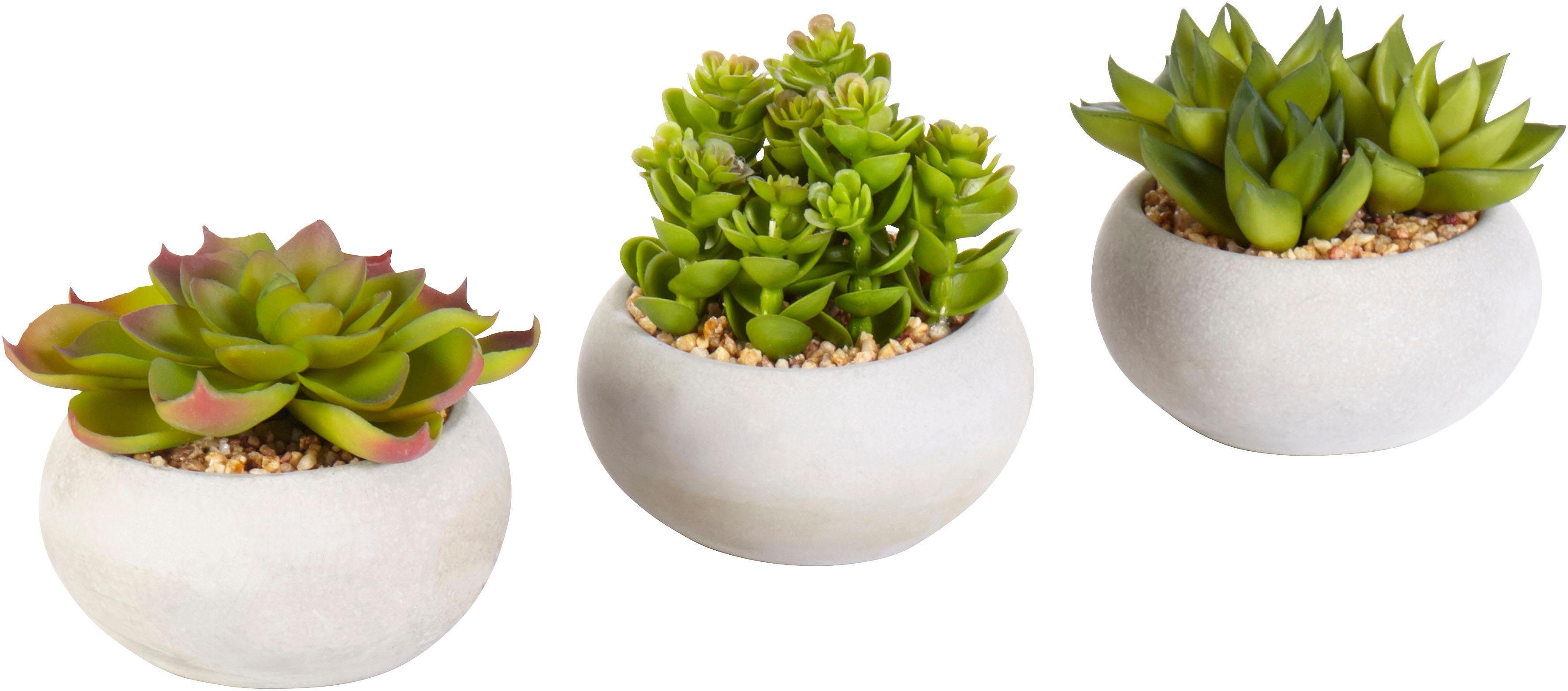 Creativ green Kunstplant Vetplanten (set, 3 stuks)