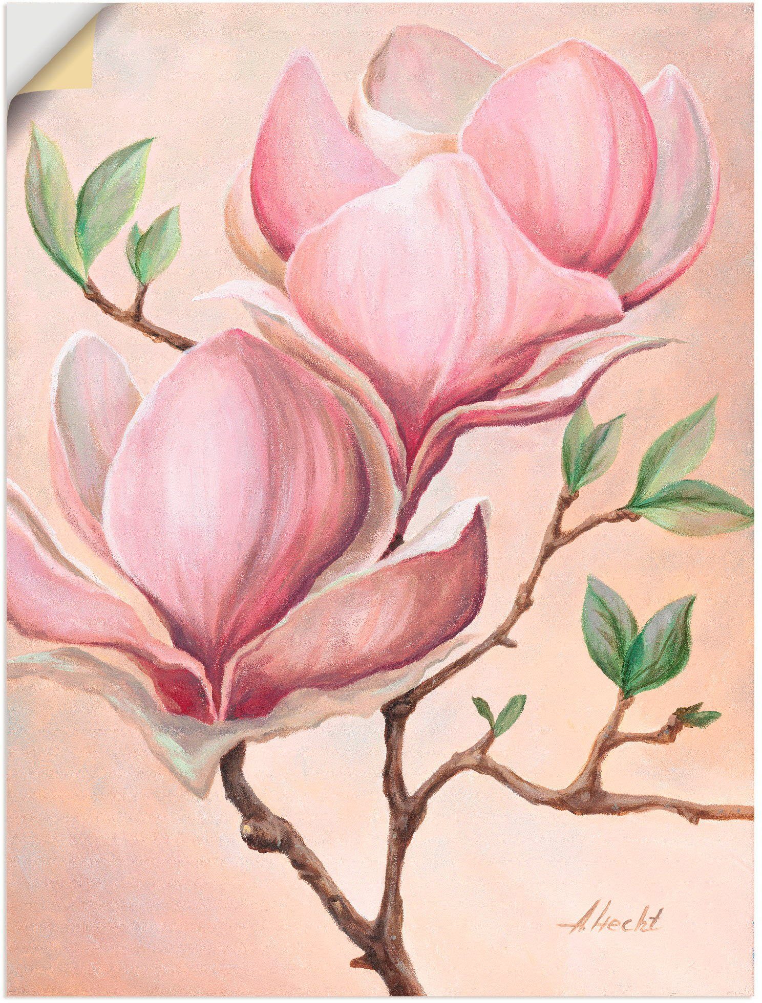 Artland Artprint Magnoliabloemen in vele afmetingen & productsoorten - artprint van aluminium / artprint voor buiten, artprint op linnen, poster, muursticker / wandfolie ook geschi