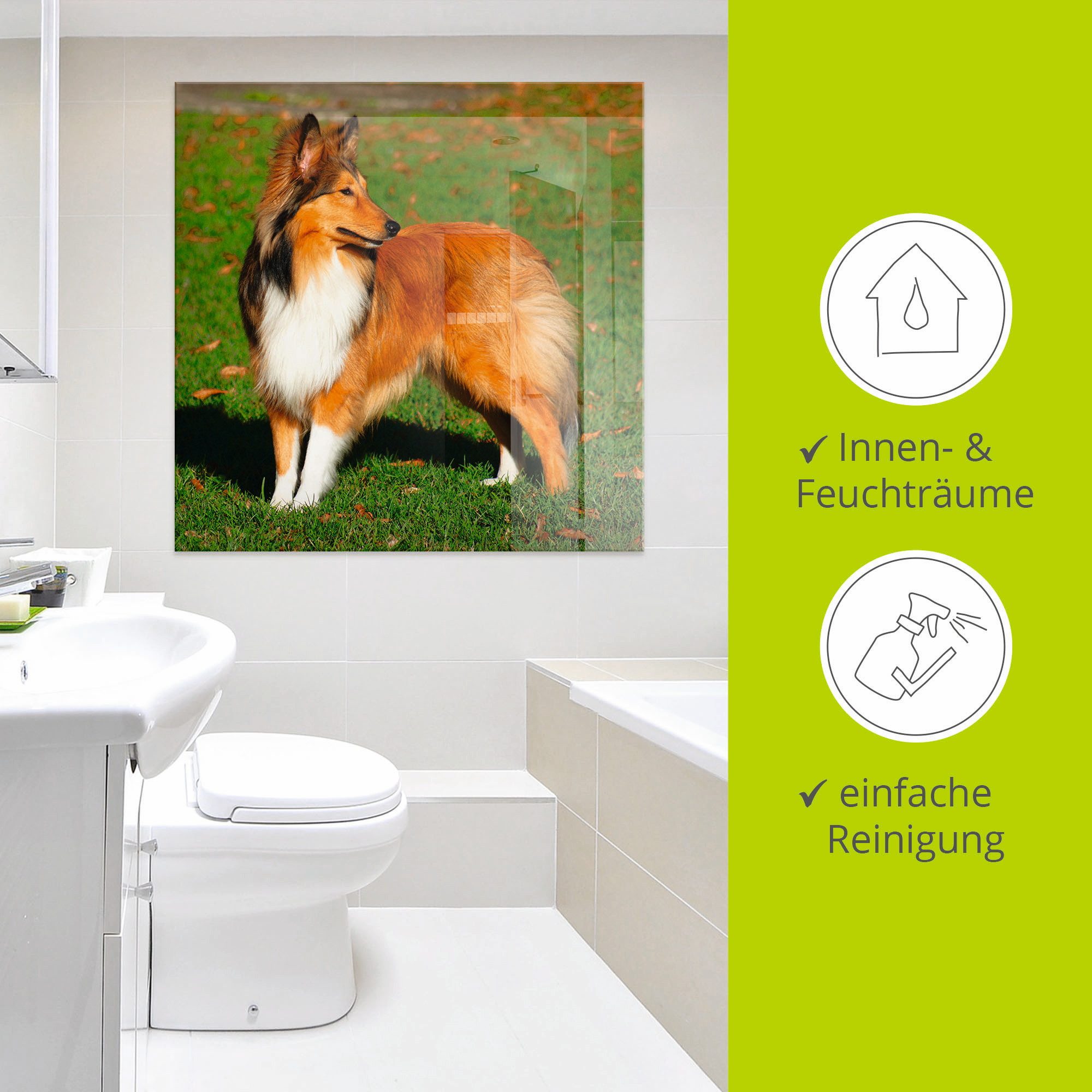 Artland Print op glas Amerikaanse collie in verschillende maten