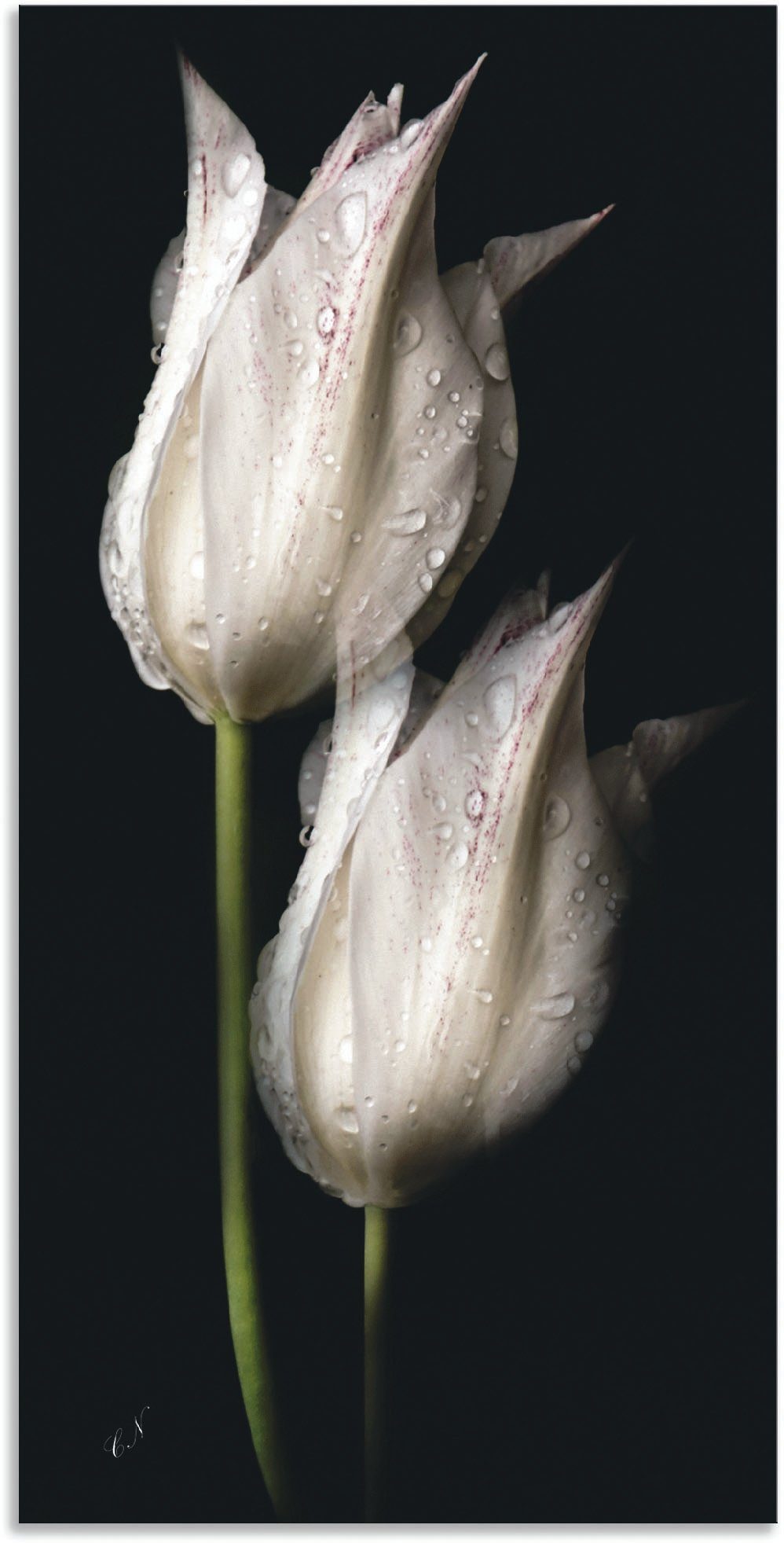 Artland Artprint Weiße Tulpen in der Nacht in vele afmetingen & productsoorten - artprint van aluminium / artprint voor buiten, artprint op linnen, poster, muursticker / wandfolie