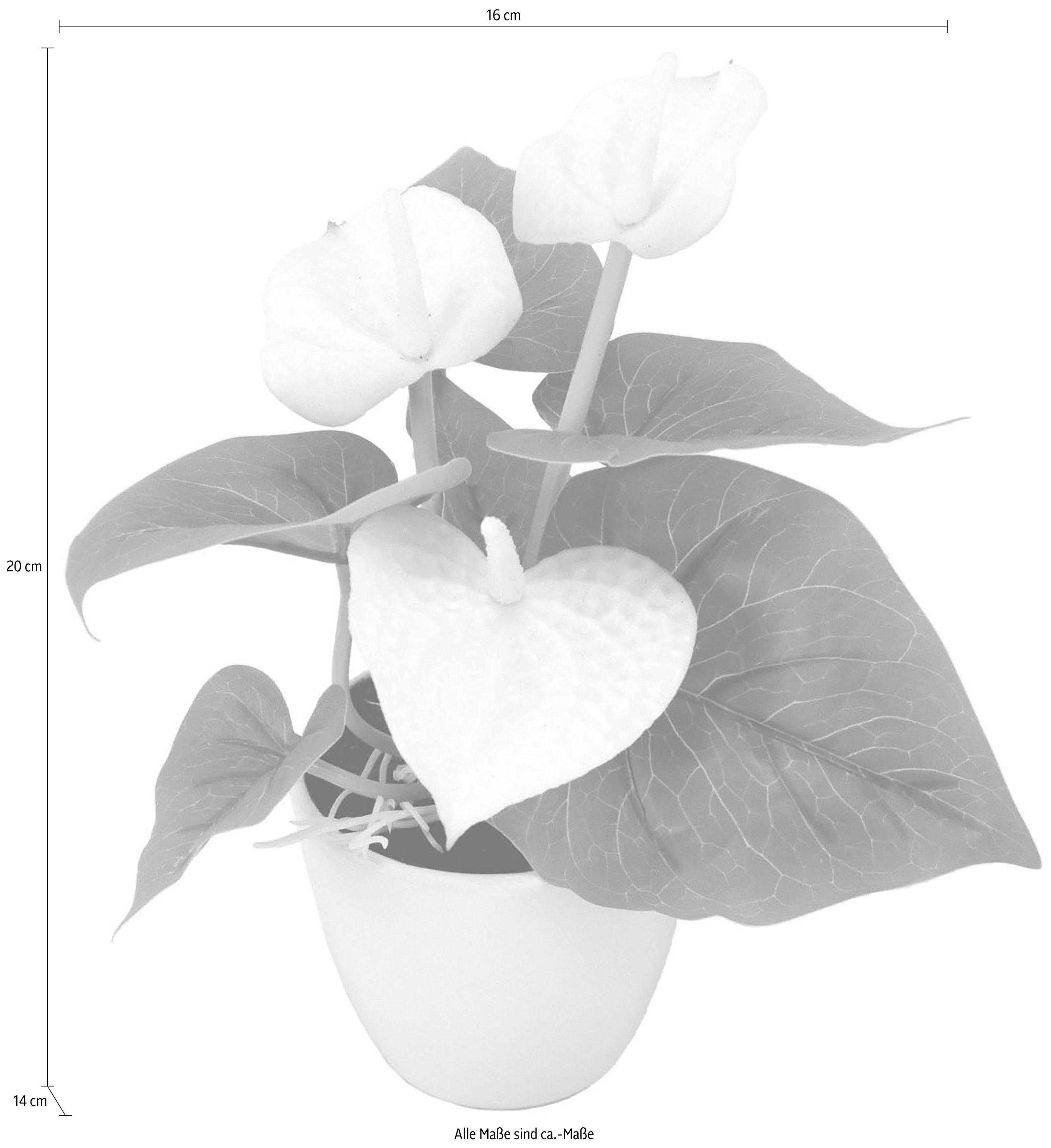 I.GE.A. Kunstplant Mini Anthurie (set, 3 stuks)
