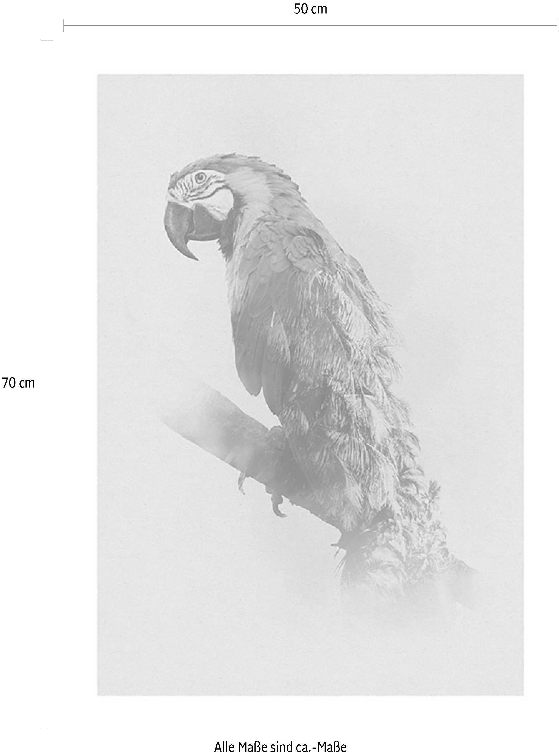 Komar Wanddecoratie Animals Paradise Parrot Wanddecoratie - zonder lijst (1 stuk)