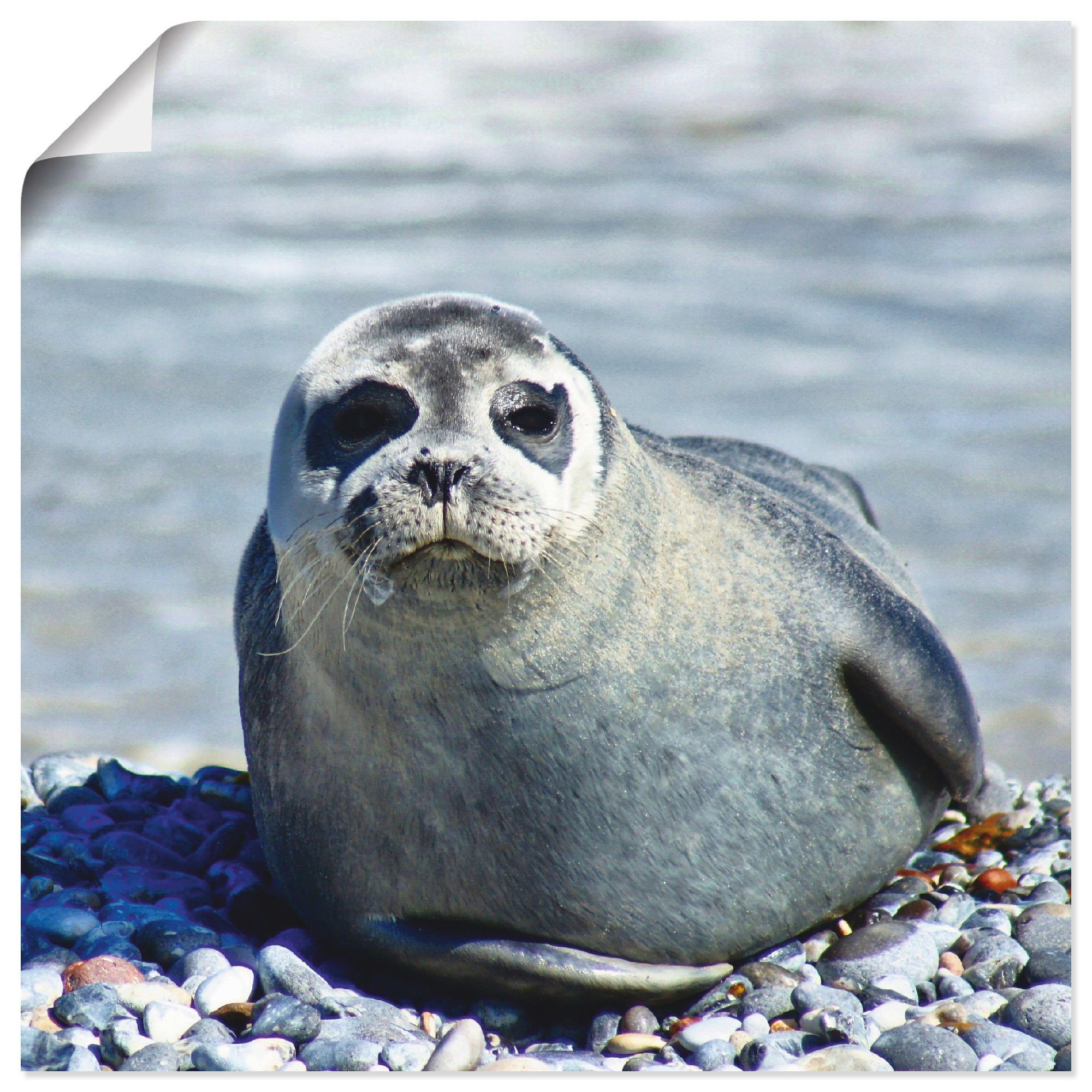 Artland Artprint Rob op het strand van Helgoland in vele afmetingen & productsoorten - artprint van aluminium / artprint voor buiten, artprint op linnen, poster, muursticker / wand