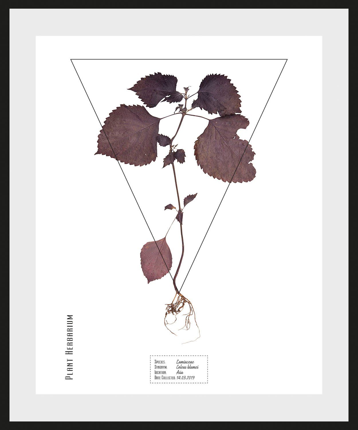 queence Wanddecoratie Lamiaceae (1 stuk)