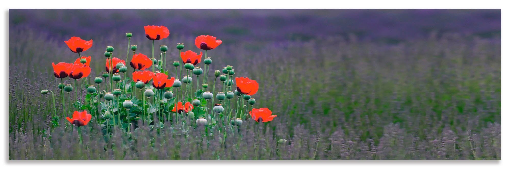 Artland Keukenwand Lavendel boerderij in Sequim - klaprozen zelfklevend in vele maten - spatscherm keuken achter kookplaat en spoelbak als wandbescherming tegen vet, water en vuil