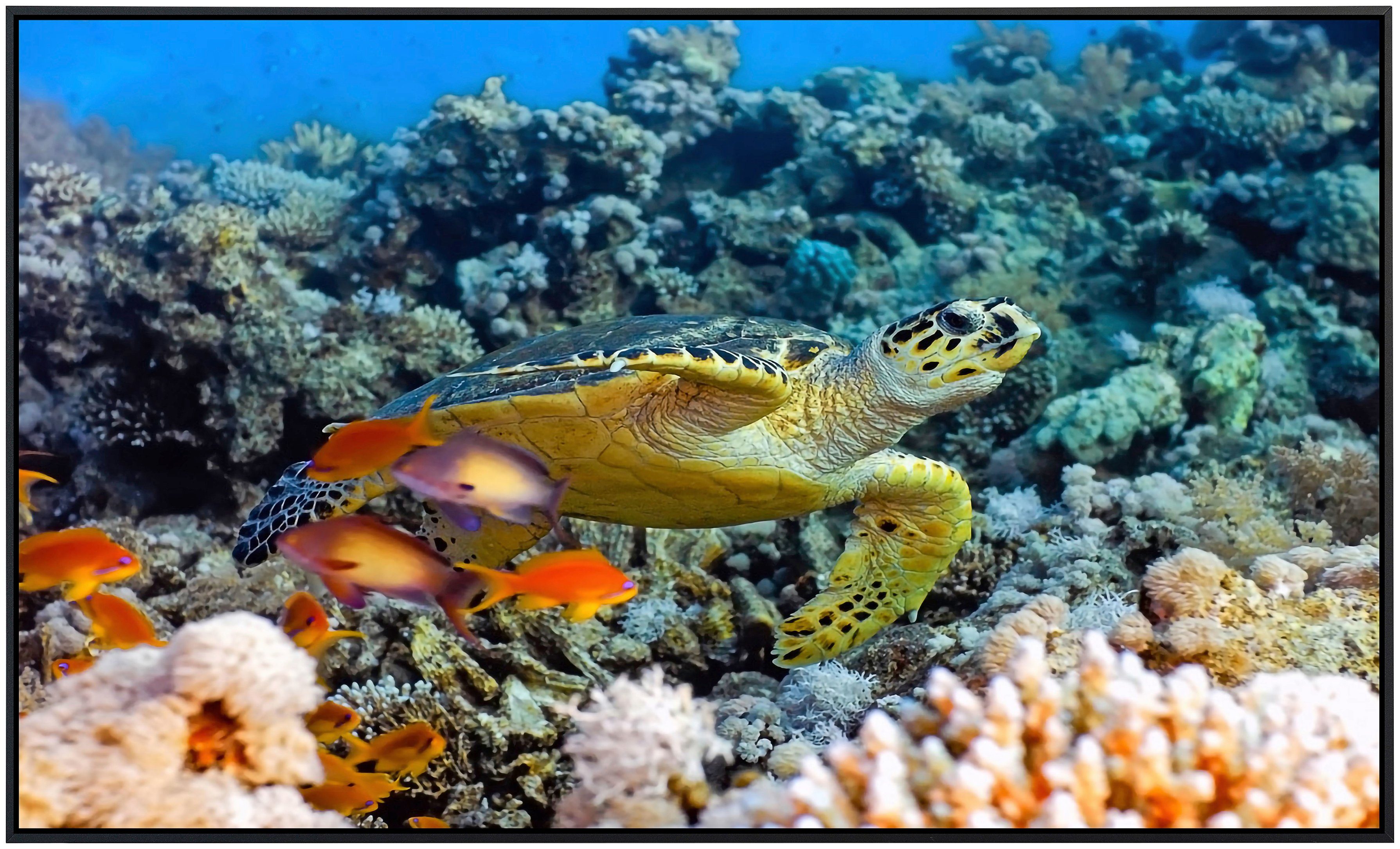 Papermoon Infraroodverwarming Zeeschildpad zeer aangename stralingswarmte