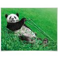wall-art poster dieren in het bos bamboe panda (1 stuk) multicolor